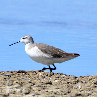 Greater Yellowlegs_1